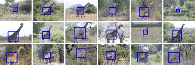 Randomly selected giraffe torso detection results. Note that even giraffes which are small in the image or giraffes which are partly occluded by bushes, are found successfully.