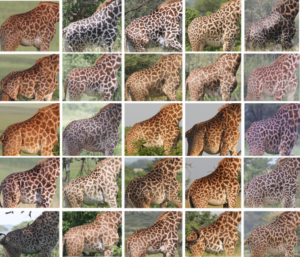 Giraffe torso photos used to identify more than 3000 individual giraffes as part of the world's largest giraffe study.