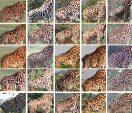 Giraffe torso photos used to identify more than 3000 individual giraffes as part of the world's largest giraffe study.