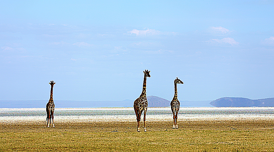 Picture of Giraffes in Tanzania, WIld Nature Institute