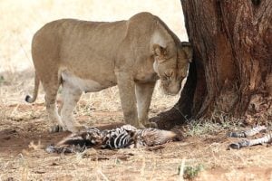 Picture of a Lioness with her meal of a zebra foal. Photo credit Wild Nature Institute.