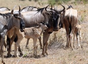 Picture of Wildebeest and her newborn calf in Tarangire National Park. 