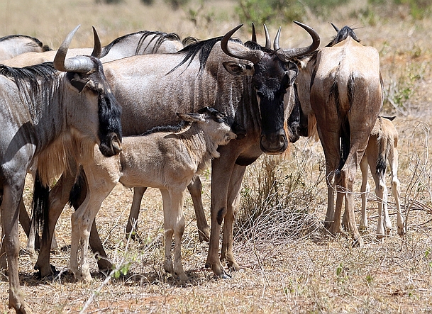 Picture of Wildebeest and her newborn calf in Tarangire National Park.