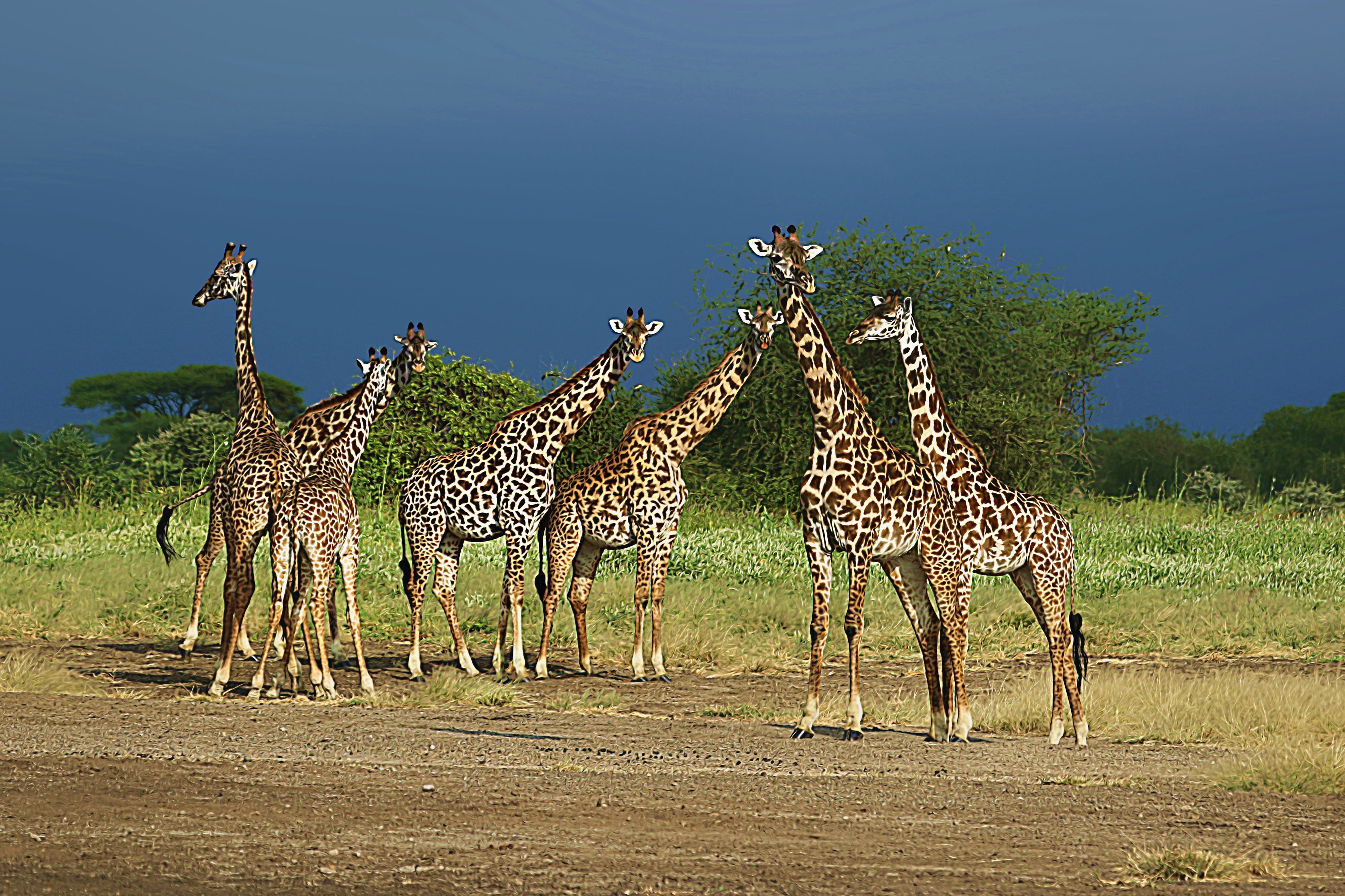 A group of Masai Giraffes in the Tarangire Ecosystem.