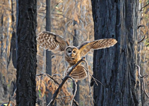 Spotted Owl in a severely burned forest.