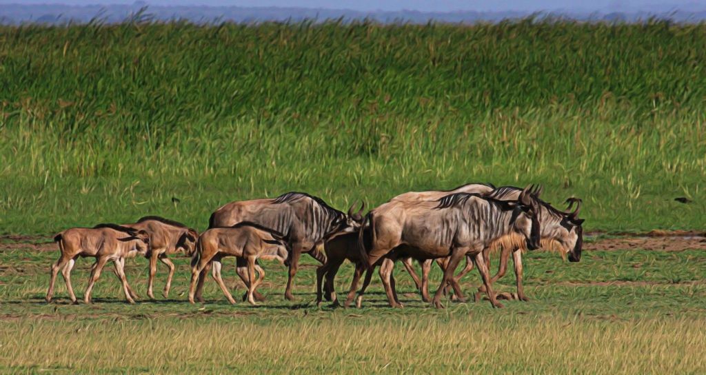 Eastern White-bearded Wildebeest migrate with their calves in northern Tanzania from the Gelai Plains calving grounds to Tarangire National Park. A new study described in detail for the first time this endangered long-distance wildebeest migration in the Tarangire ecosystem of northern Tanzania. Courtesy of Wild Nature Institute