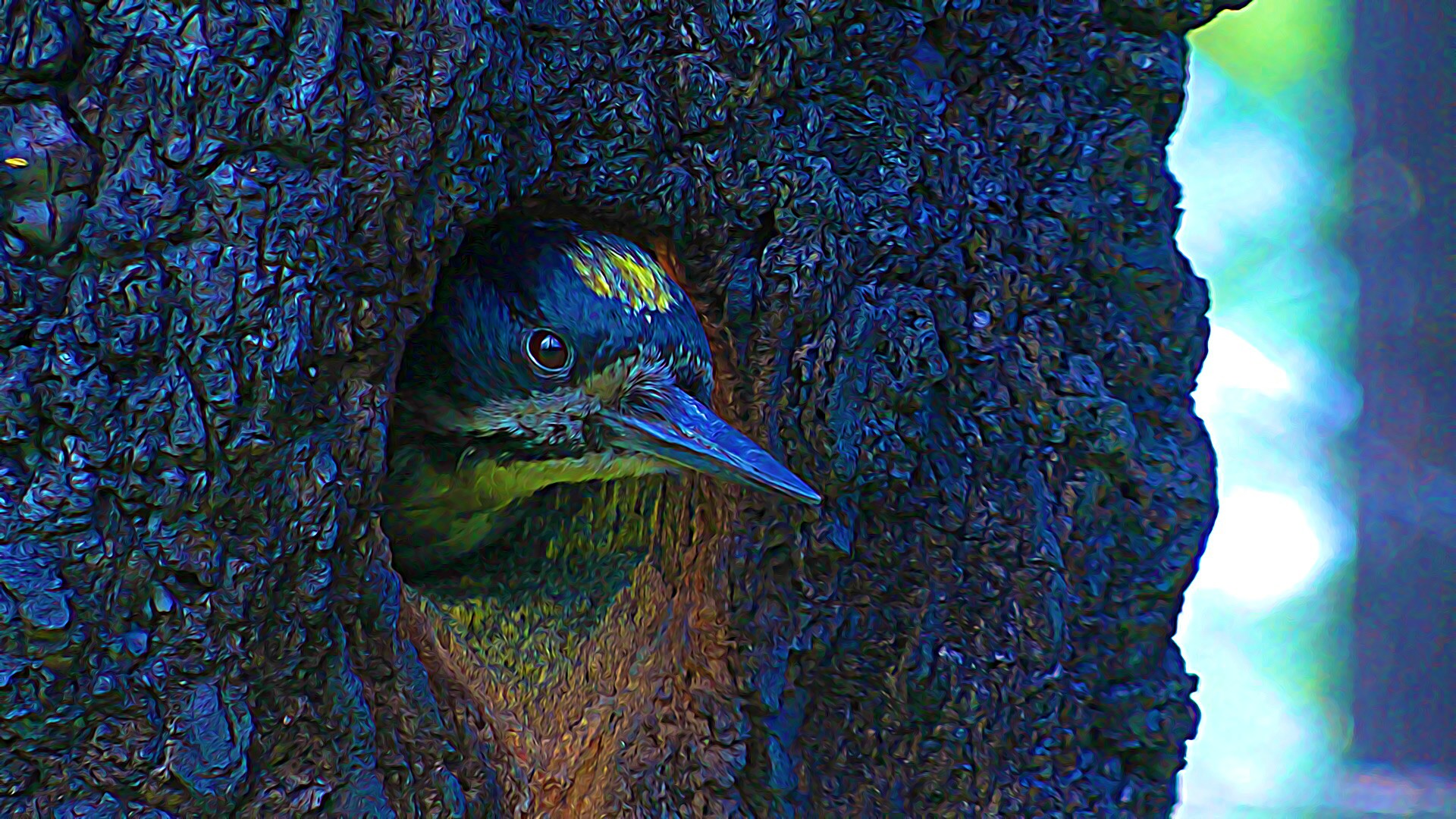 A black-backed woddpecker emerges from his nest cavity in a severely-burned forest patch created by the Sugarloaf Fire of California.