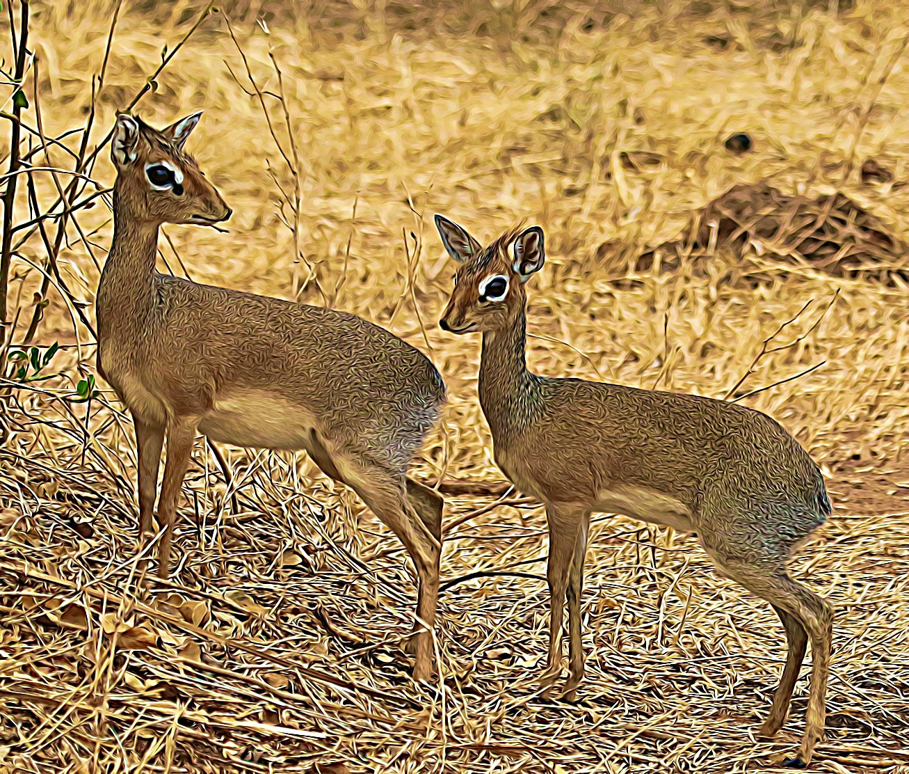 Dik-diks in Randilen WIldlife Management Area, Tanzania, East Africa. Dik-diks were among the wildlife species that benefitted from the community-based wildlife conservation area.