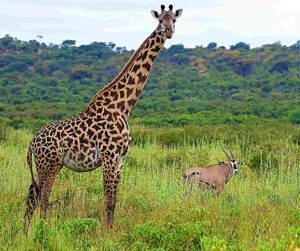 Giraffe and Oryx in Randilen WIldlife Management Area, Tanzania, East Africa. Giraffes were among the wildlife species that benefitted from the community-based wildlife conservation area.