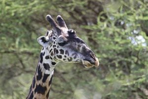 Image of adult male giraffe head illustrating ossicones.