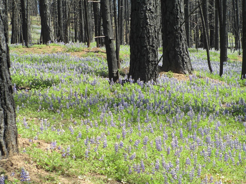 Regrowth after a high-severity forest fire. The past three decades of science that has found fires, including large high-severity fires, are an ecologically essential part of forest ecosystems and create highly biodiverse wildlife habitat.