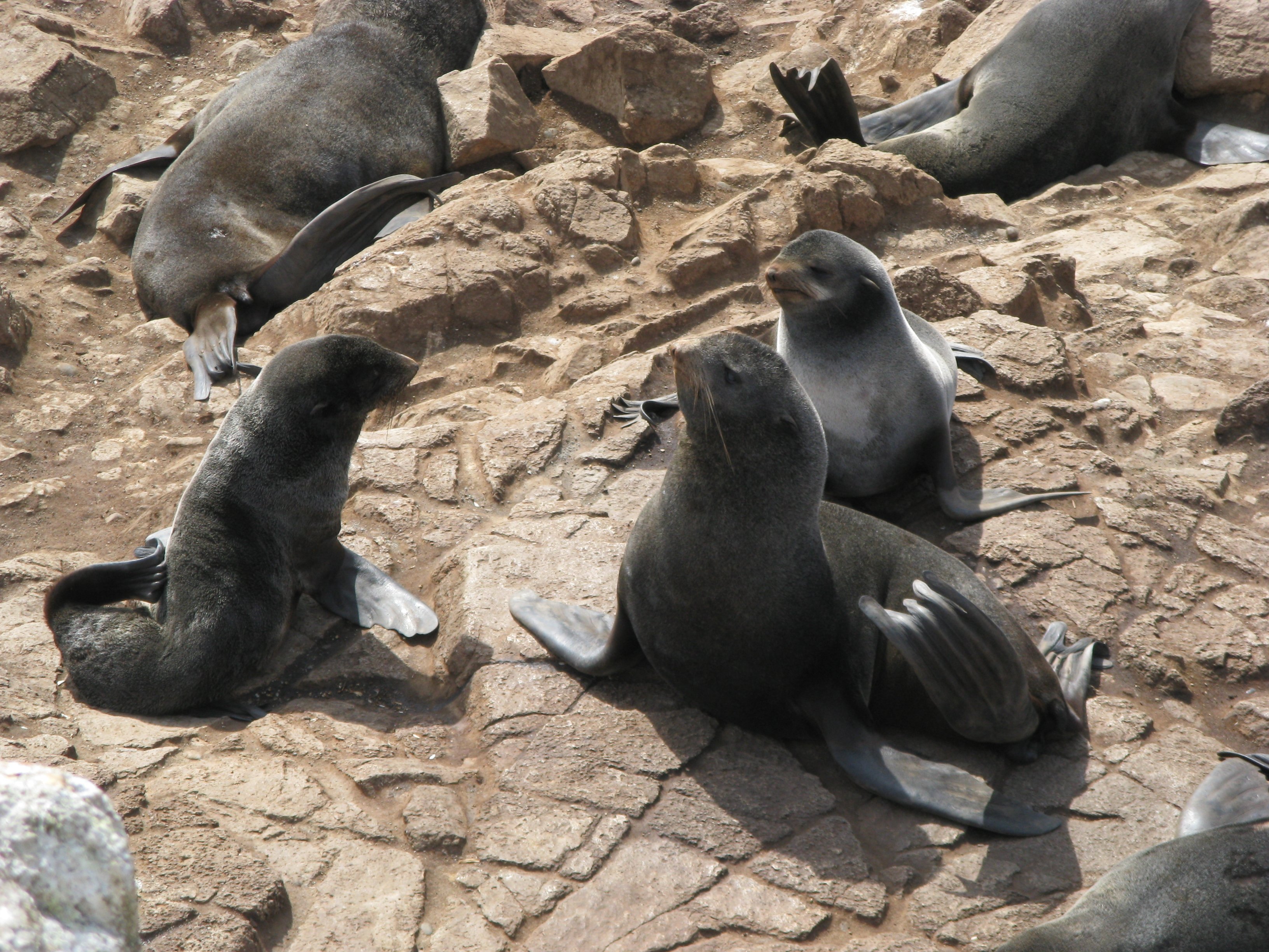 Northern Fur Seals at South Farallon Islands, California.