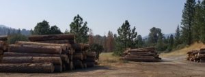 Log decks at North Fork mill site Biomass Plant. 