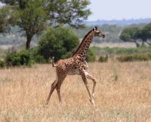 Giraffe calf in Tarangire, Tanzania.