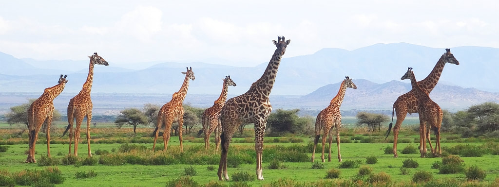 giraffes