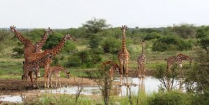 A group of giraffes