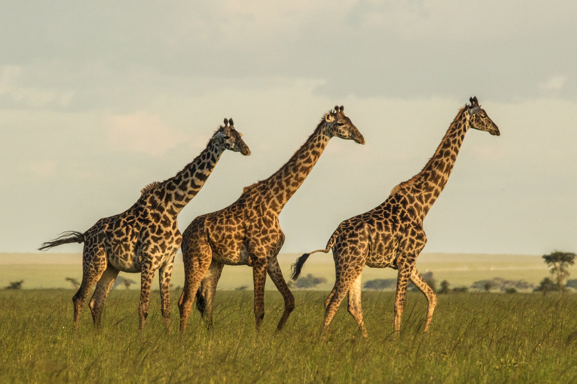 A group of adult female Masai giraffes.