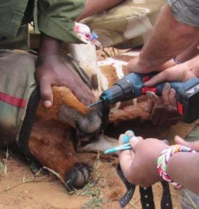 Image of people drilling through the ossicone of an immobilized giraffe with an electric drill. Bolts and a gps device about to be attached are also visible.